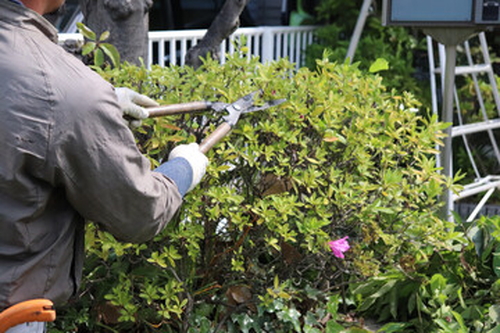 一般家庭の庭・敷地の管理