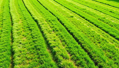 畑・田んぼのメンテナンス