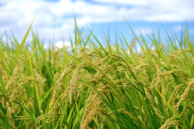 岡山県産のおいしいコシヒカリ